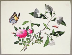 Blumenstudie und Insekten